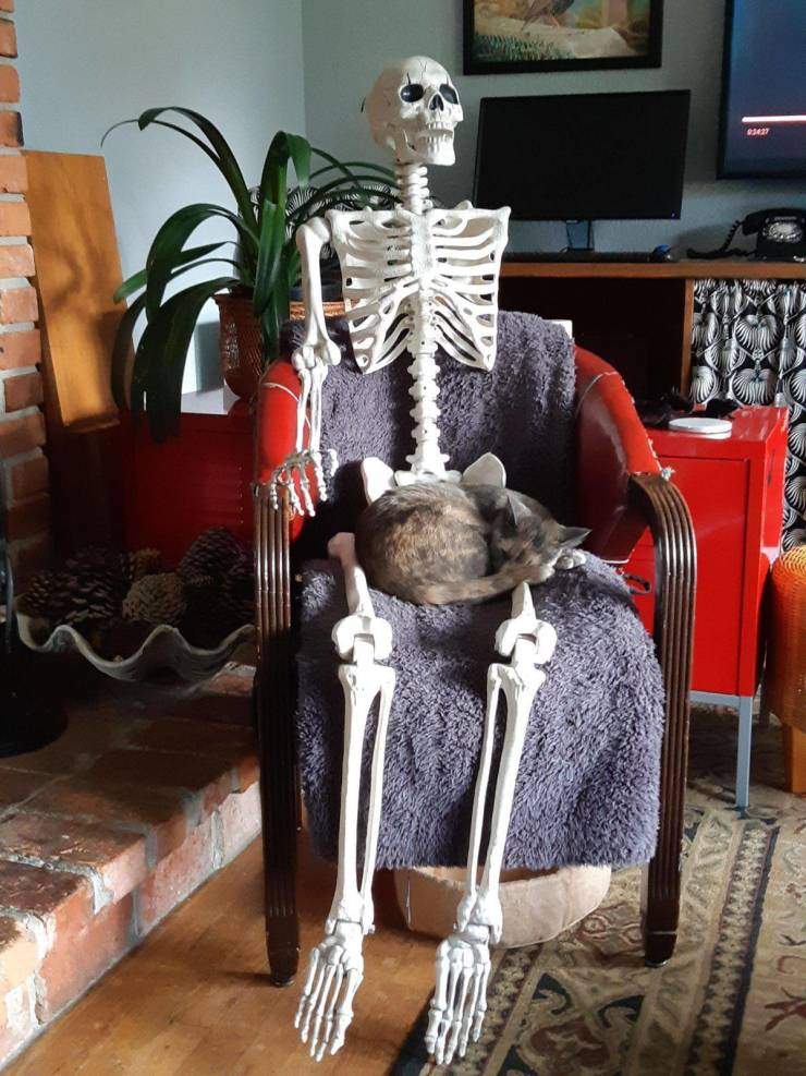 Кот спит на скелете