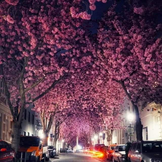 цветущая сакура в немецком городе Бонне