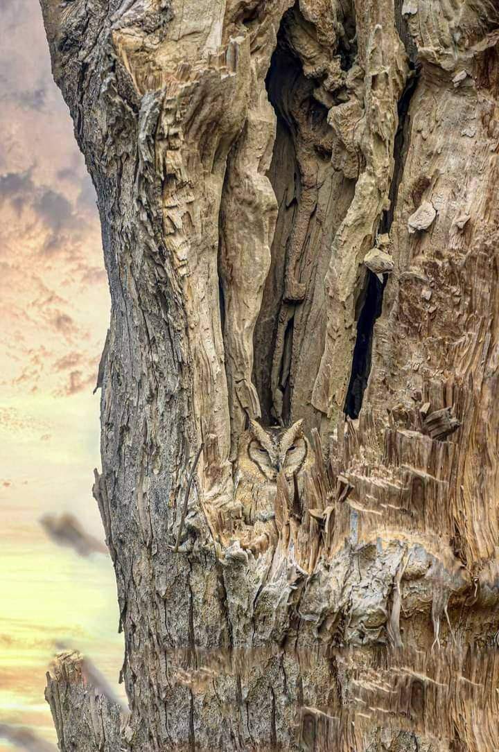 Сова на дереве