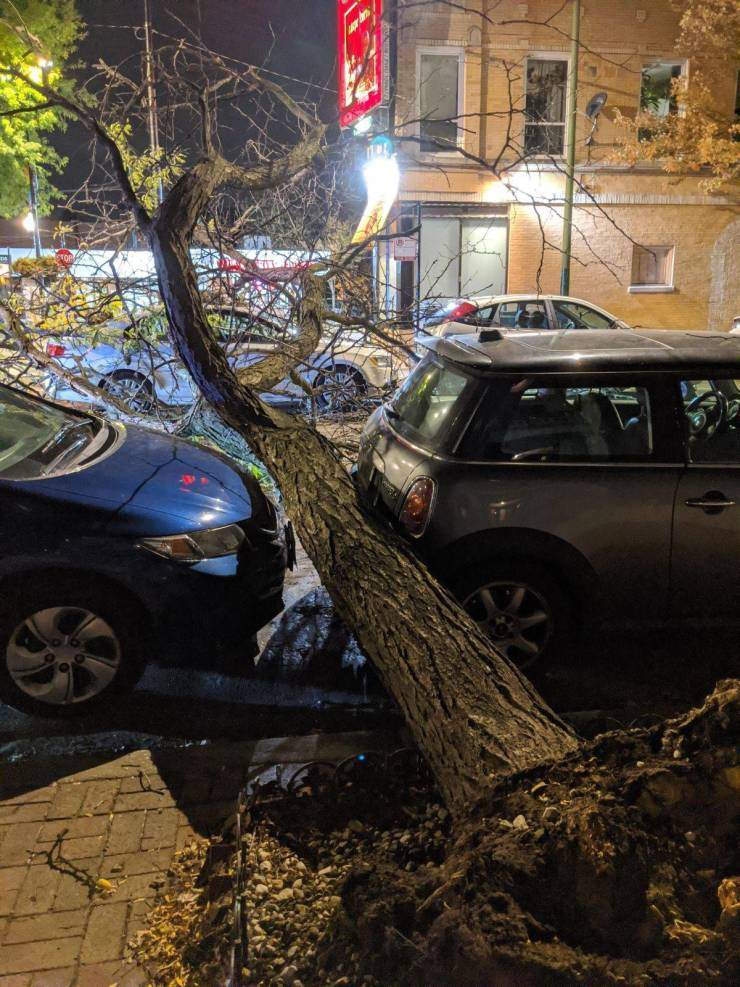 Везучие владельцы автомобилей и упавшее дерево