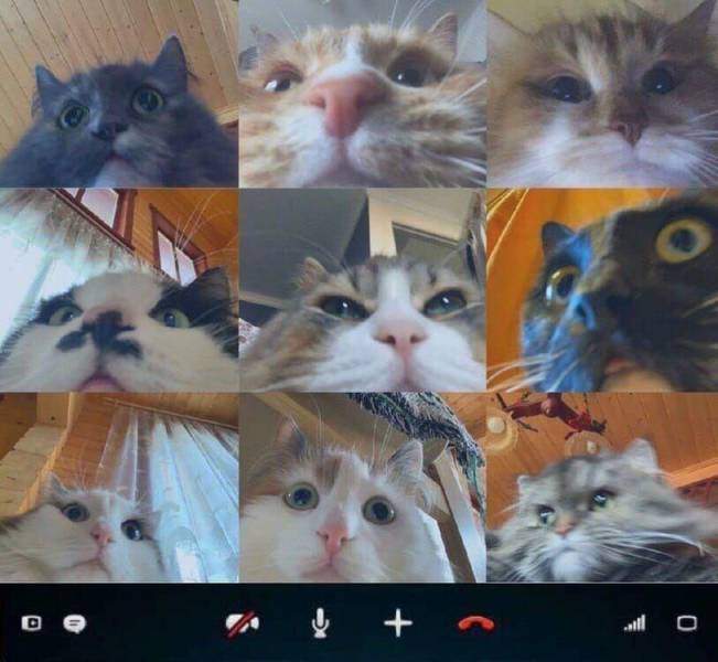 Коты по видеосвязи