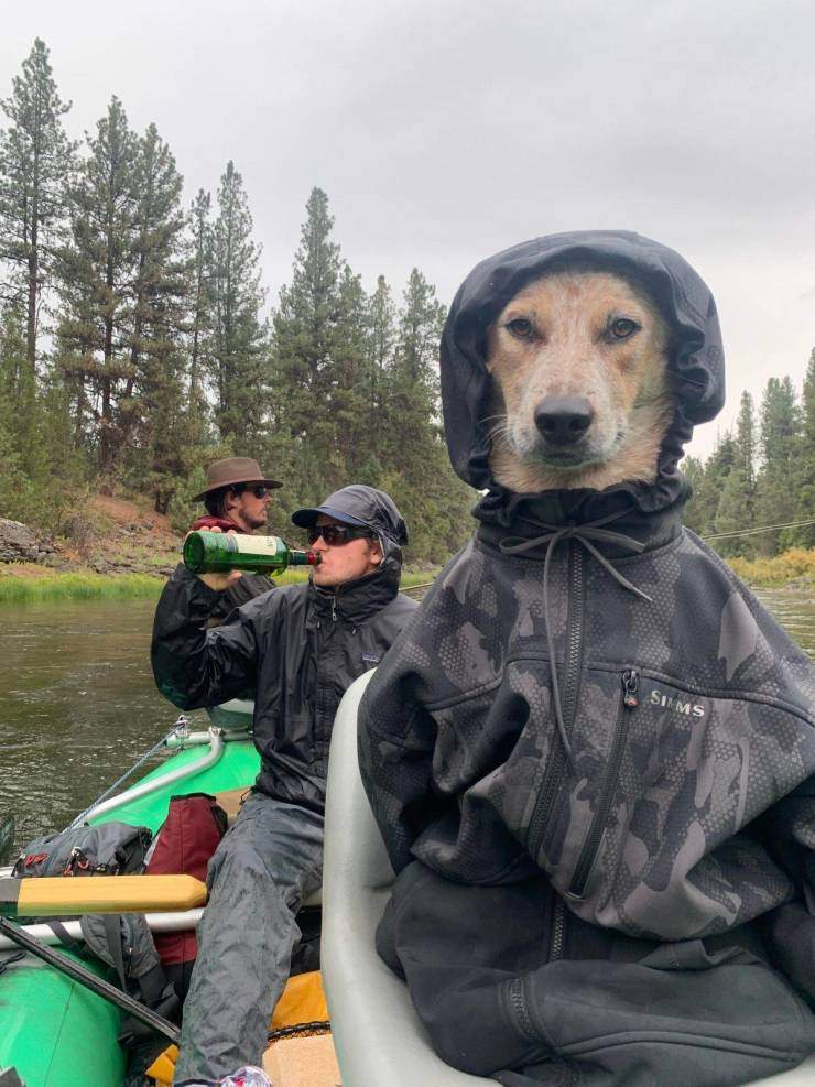 Собака на рыбалке
