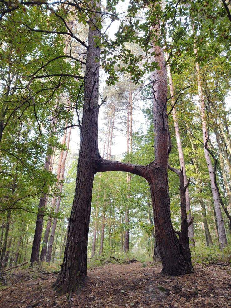Сросшиеся деревья в лесу