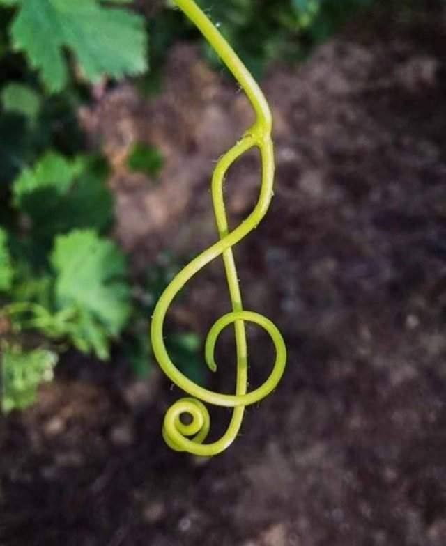 Музыкальный ключ из растения