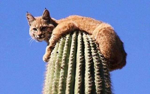 Дикая кошка на кактусе