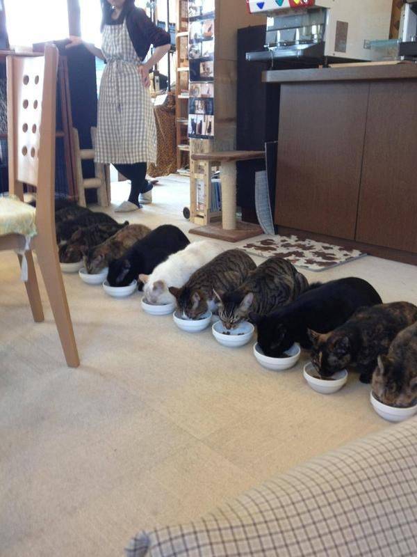 Кормление котов в ряд