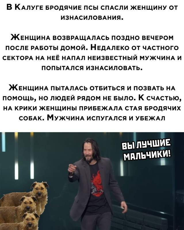 Бродячие псы спасли женщину