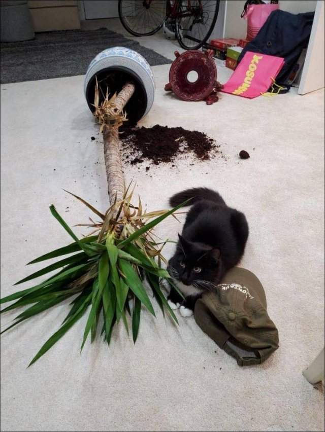 Кот испортил цветок