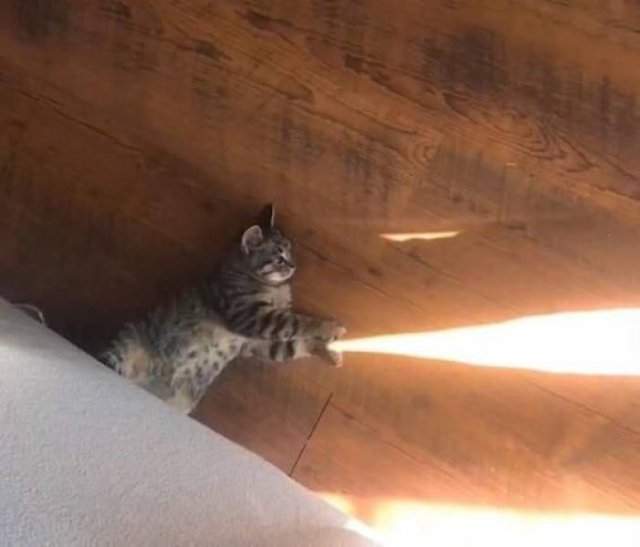 Кот пускает солнечные лучики