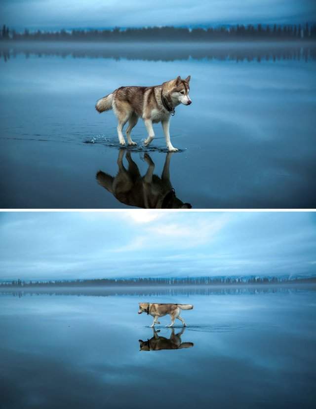 Собака, гуляющая по воде