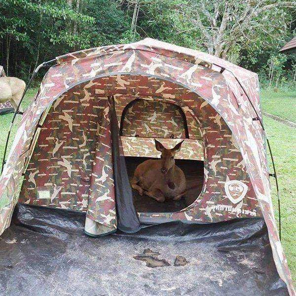 Олень в палатке