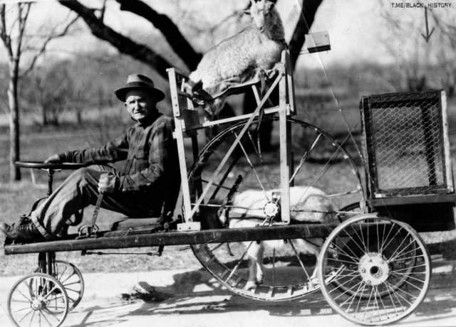 Американский фермер демонстрирует свое транспортное средство. Приводится в движение козлом, который находится в беговом колесе. Козломобиль мог достигать скорости до 15 км/ч. Козёл–запаска вверху.