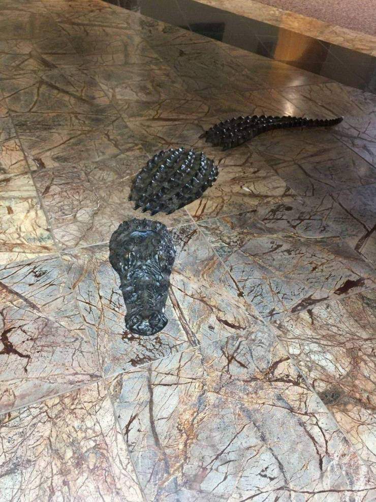 Крокодил на полу