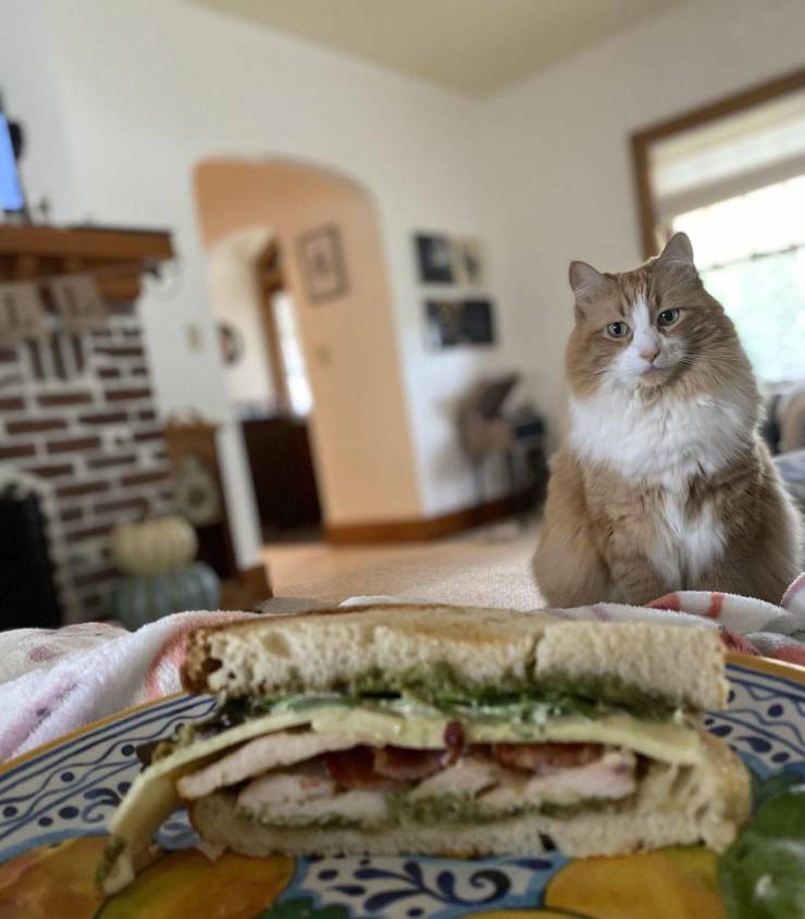 Кот смотрит на бутерброд