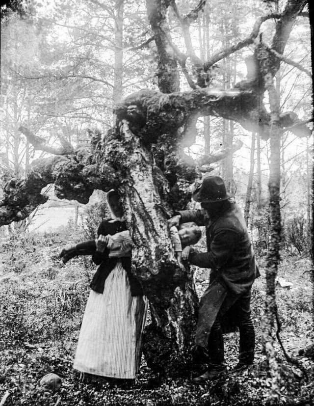 Попытка исцелить ребенка-рахитика путем протаскивания через дупло в целебном дереве. Швеция, 1918 год.