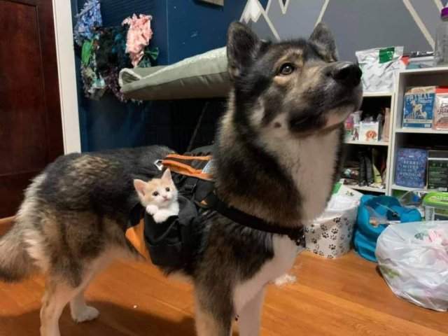 Собака и кот