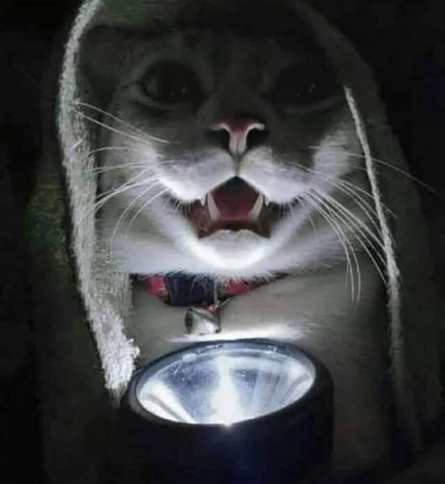 Кот с фонариком