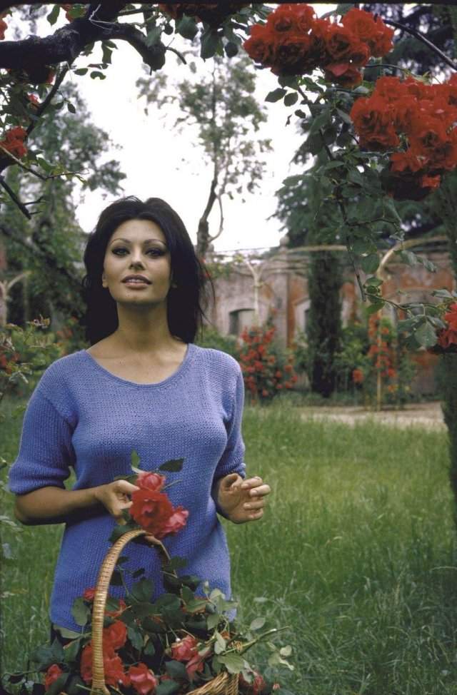 Софи Лорен, 1964 год