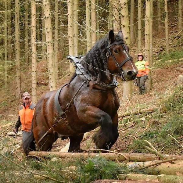 Лошадь на лесозаготовке