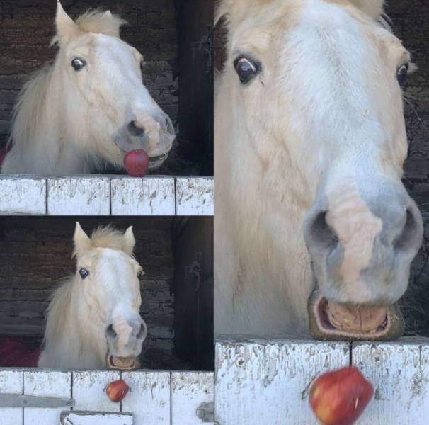 Лошадь и яблоко