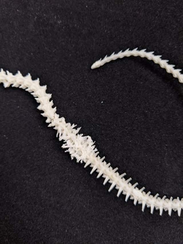 Скелет змеи, у которой обнаружили рак костей