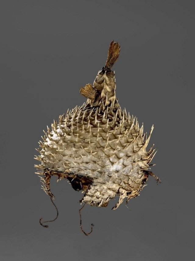 Тебарантаути, шлем из рыбы-шара, Кирибати, XIX век.