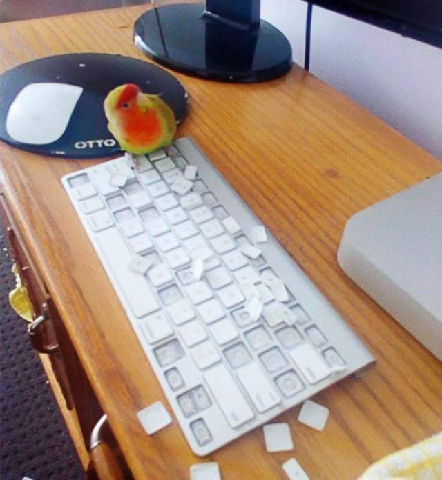 Попугай и клавиатура