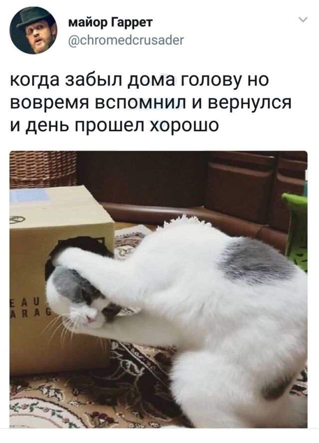 твит про голову