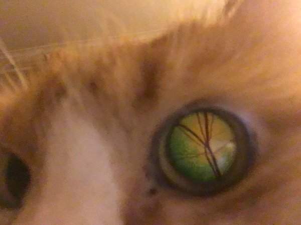Что находится внутри кошачьего глаза