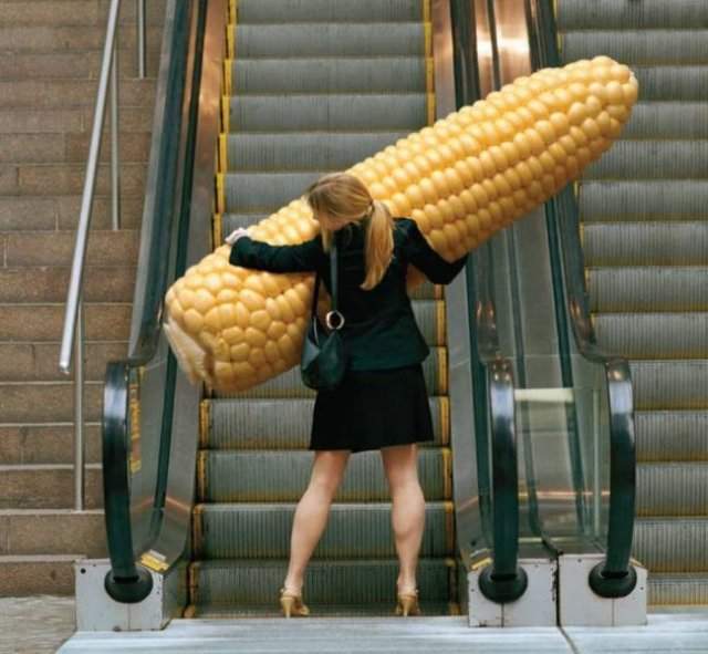 Огромная кукуруза