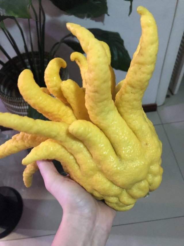Лимон странной формы