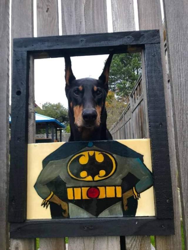 Собака-Бэтмен
