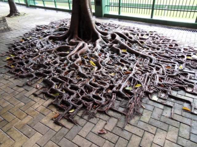 Необычные корни дерева