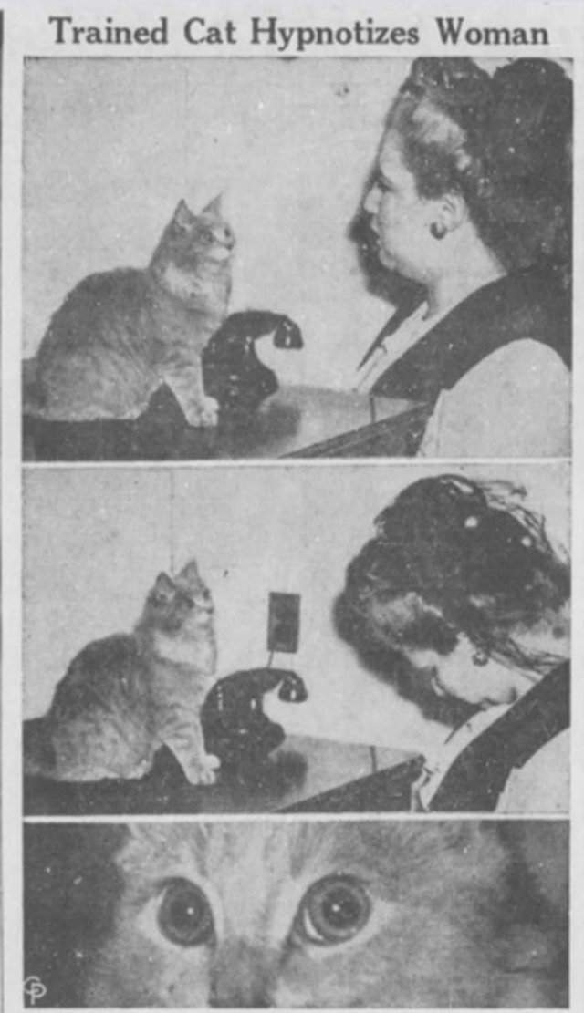 Кошка Паффи, которой приписывали введение более 300 человек в гипнотический транс своими огромными немигающими глазами, 1944 год