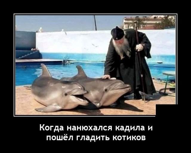 Демотиватор про дельфинов