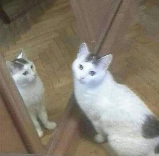 Кот и зеркало