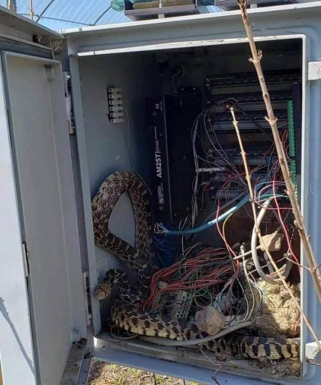Змея в проводах