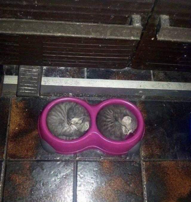 Коты в миске