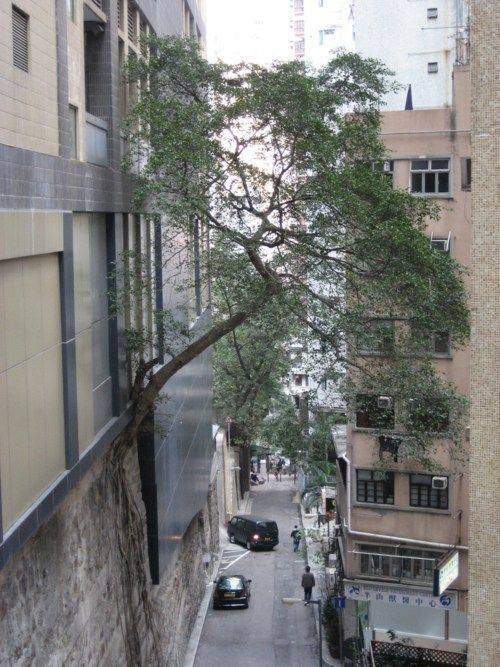 Дерево растет на стене