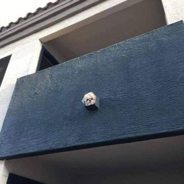 Собака на балконе