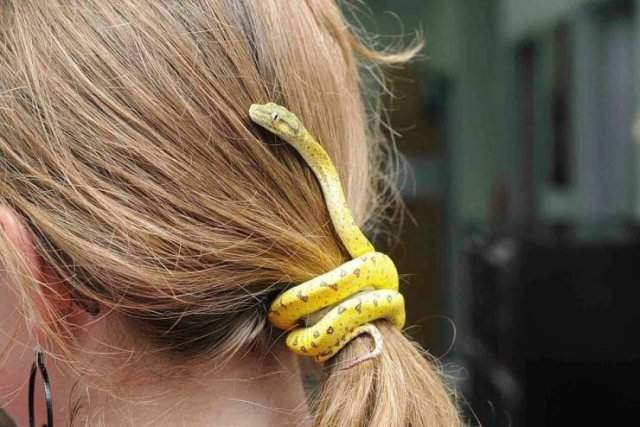 Змея в волосах