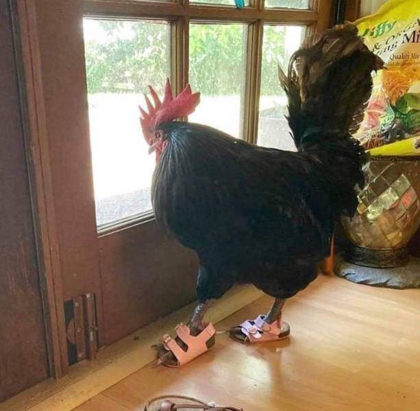 Курица в сандалиях