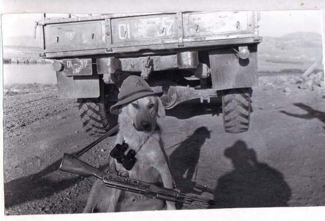 Боевой пес в Афгане, 1987