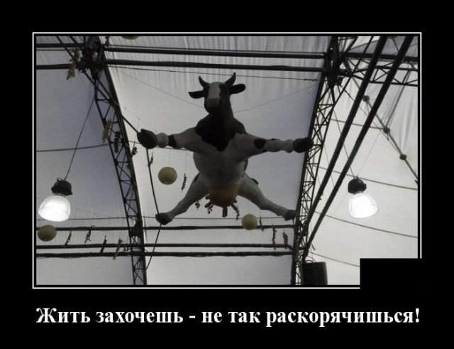 Демотиватор про корову
