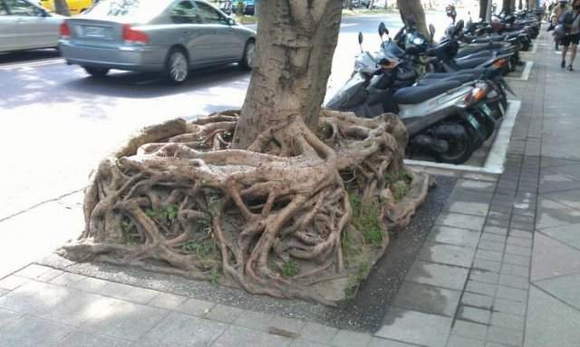 Квадратные корни дерева