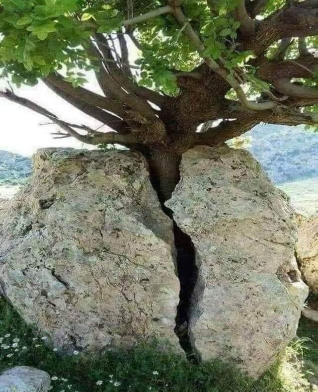 Дерево разломило камень