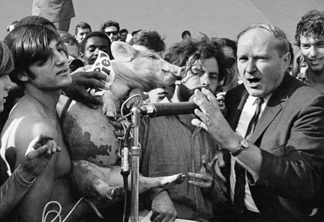 Дэвид Деллинджер и Джерри Рубин выдвигают свинью на пост президента в Грант-Парке, Чикаго. США.1968г.