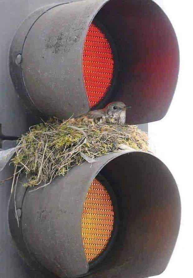 Гнездо птицы на светофоре