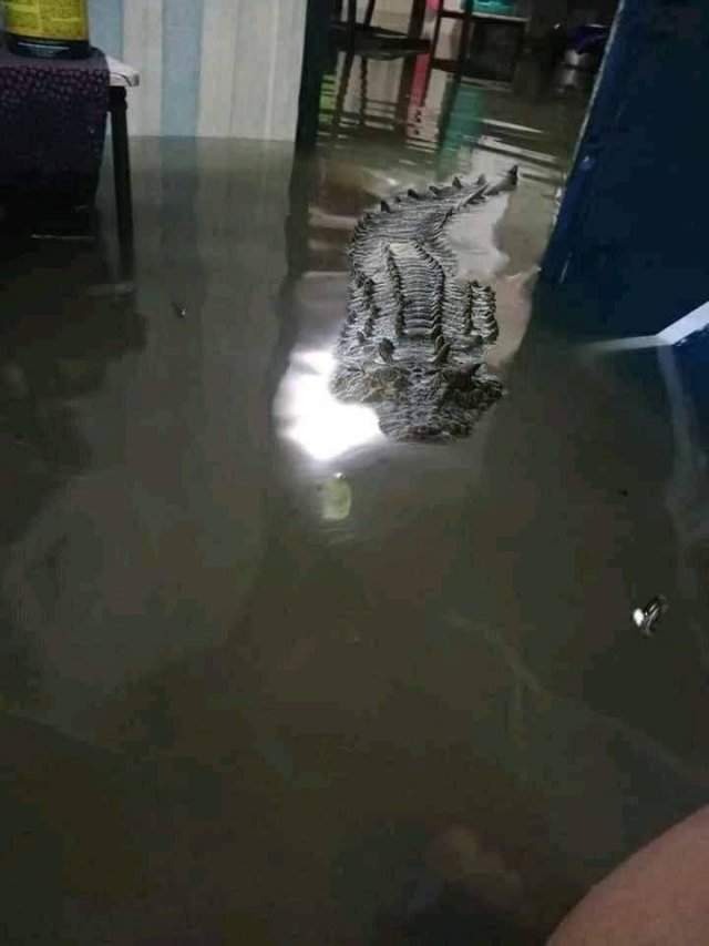 Крокодил в доме во время наводнения