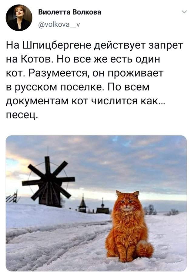 твит про кота